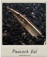 Peacock Eel