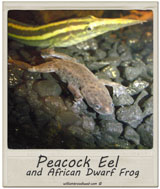 Peacock Eel